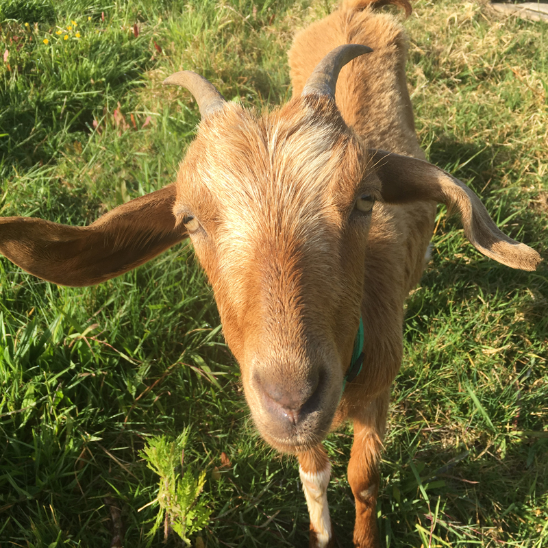 Vet Clinic Farm Services - Goat
